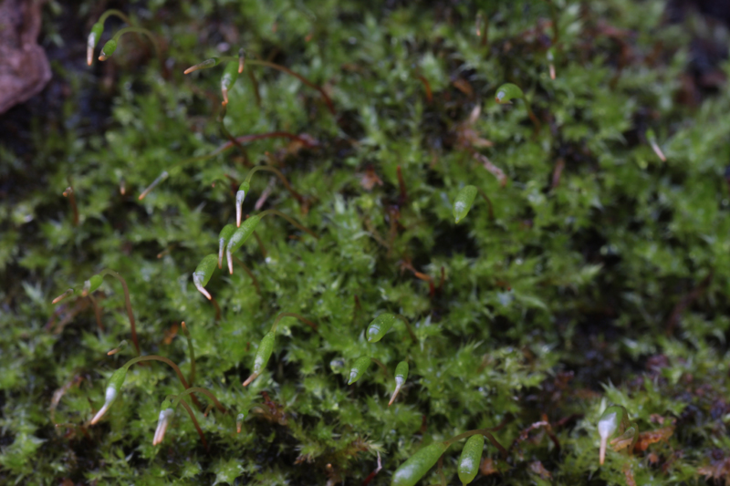 Amblystegium serpens